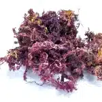 purple sea moss