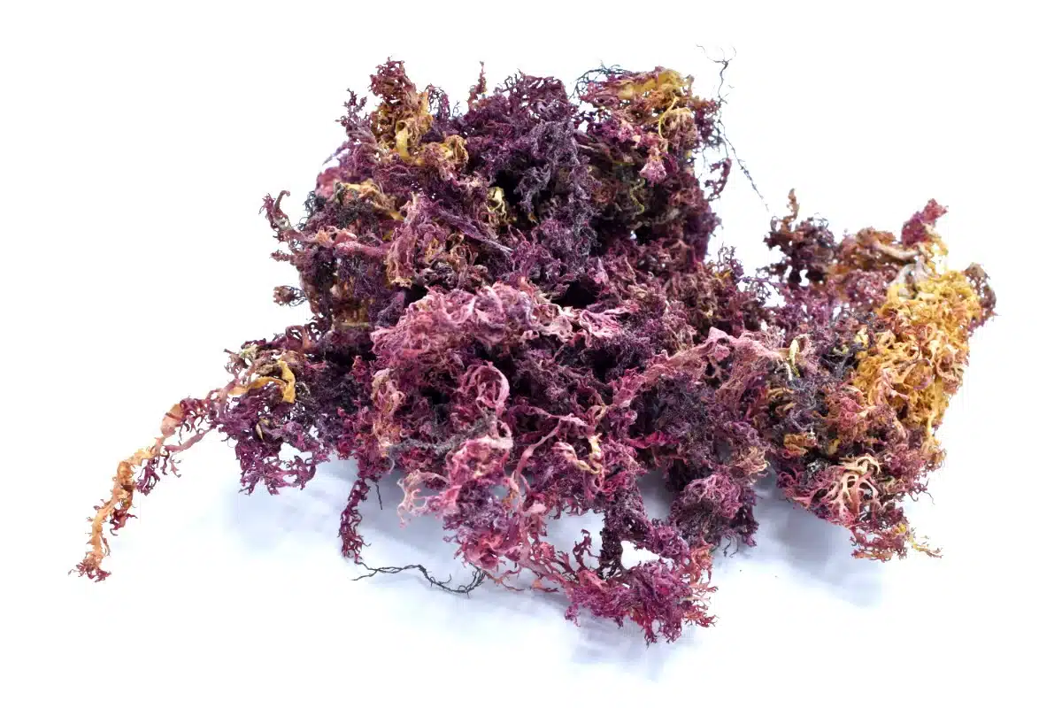 purple sea moss